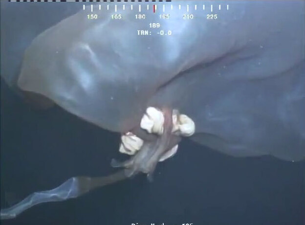 Deepstaria reticulum 2