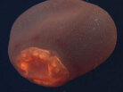 Deepstaria Reticulum 3 Deepstaria Reticulum 3