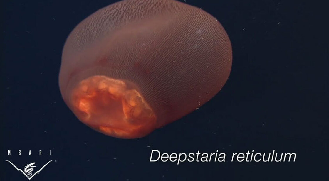 Deepstaria Reticulum 3