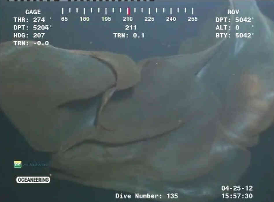 Deepstaria reticulum