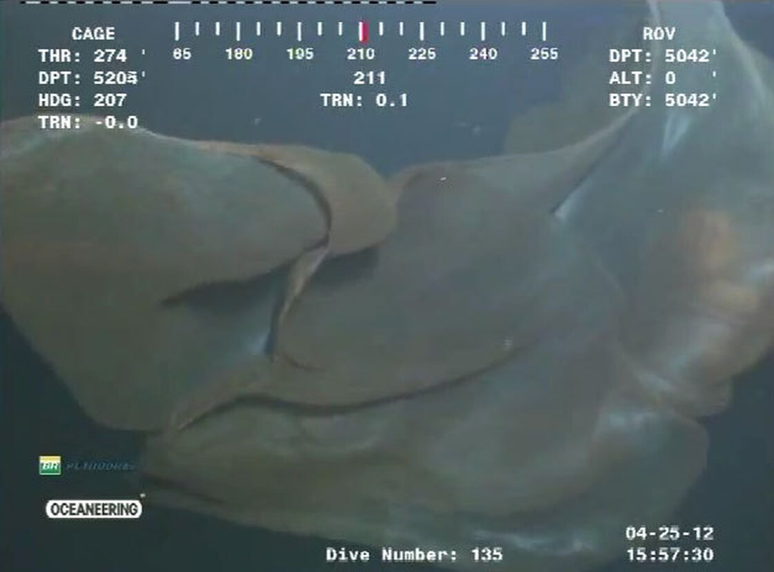 Deepstaria reticulum