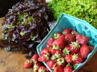 You might not think of strawberries as a salad ingredient, but in-season berries, fruits and greens, along with nuts and cheeses, can turn an ordinary side salad into the highlight of a meal. You might not think of strawberries as a salad ingredient, but in-season berries, fruits and greens, along with nuts and cheeses, can turn an ordinary side salad into the highlight of a meal.