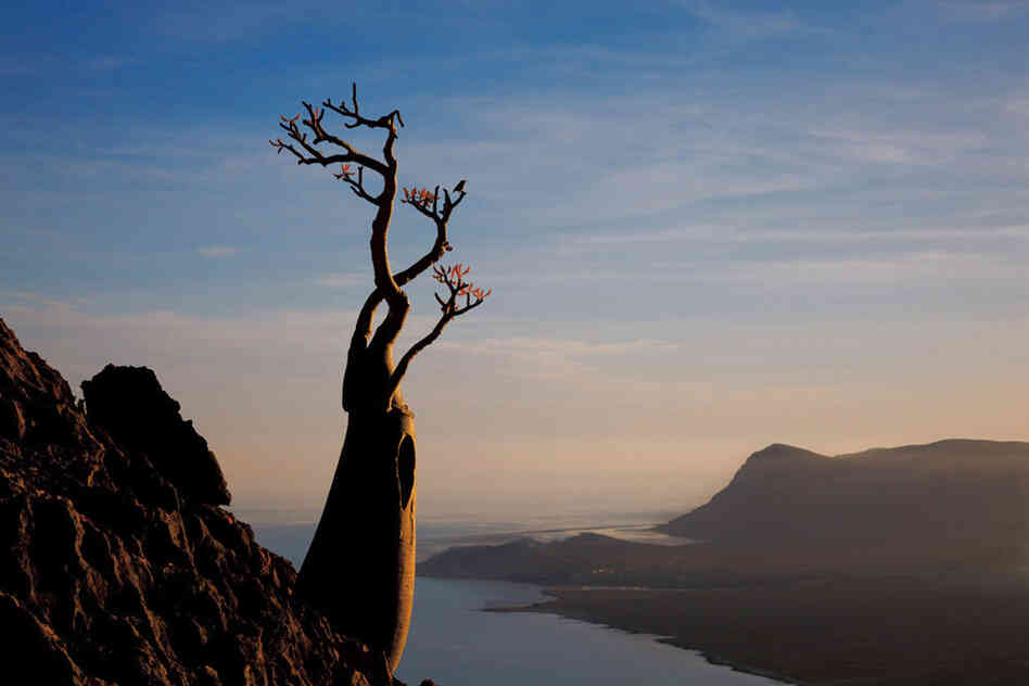 A desert rose anchors itself on the Maalah cliffs, in the company of more than 300 other rare plant species on Socotra. In the distance lies Qulansiyah, one of the island's largest towns.