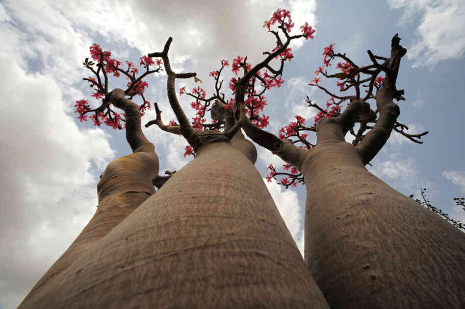The desert rose got its name from its blossoms, though the plant is not related to cultivated roses. Herders tie strips of the poisonous bark around the necks of young goats in an effort to protect them from marauding feral cats.