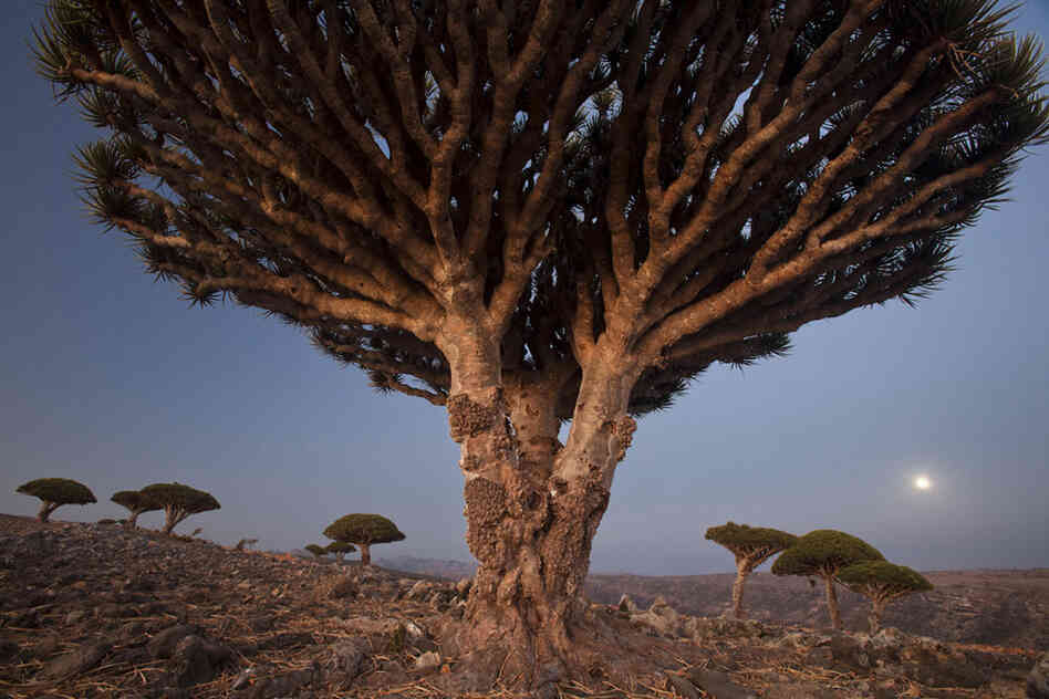 A full moon rises over the Diksam Plateau, where dragon's blood trees grow in scattered groves. The limestone of Socotra's interior plains formed when ancient seas covered the land.