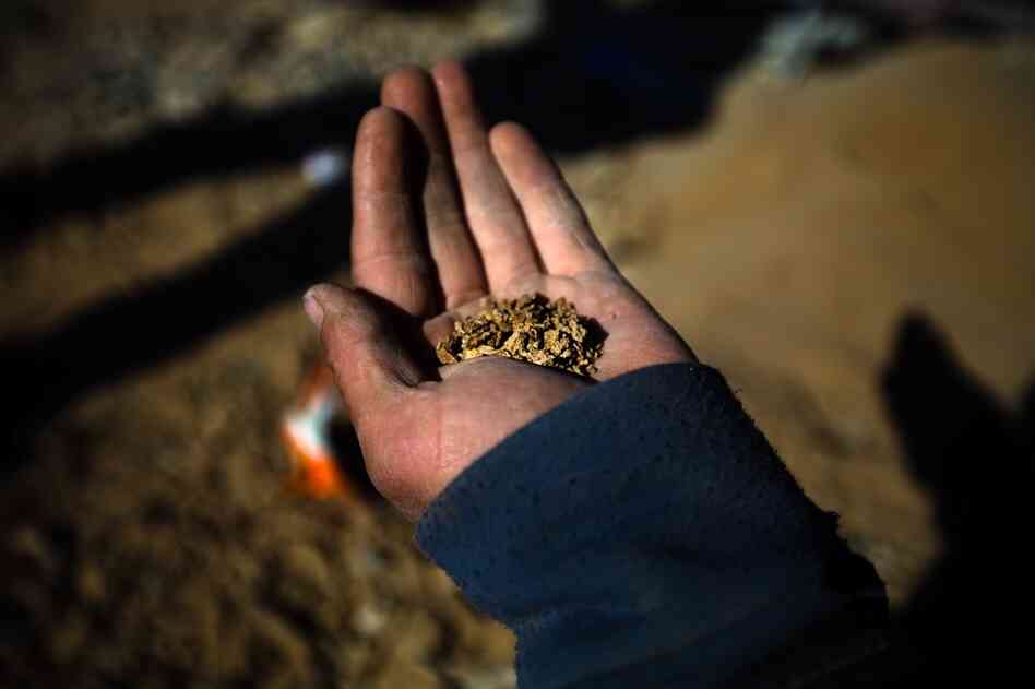 A prospector shows off the results of two days of labor — a good-sized palmful of pure gold nuggets.