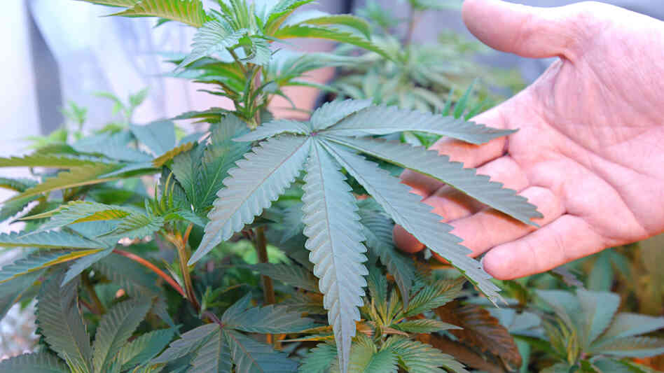 Even if students have a prescription for pot, marijuana remains illegal under federal law. Colleges that let students self-medicate on campus could jeopardize their federal funding.