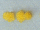 Colonies of Clostridium difficile look awfully nice, but they're definitely something you'd be advised to keep at a safe distance. Colonies of Clostridium difficile look awfully nice, but they're definitely something you'd be advised to keep at a safe distance.