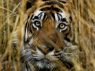 An Indian tiger looks out from a camouflaged cover in the Ranthambhore National Park. (March 2000 file photo.) An Indian tiger looks out from a camouflaged cover in the Ranthambhore National Park. (March 2000 file photo.)