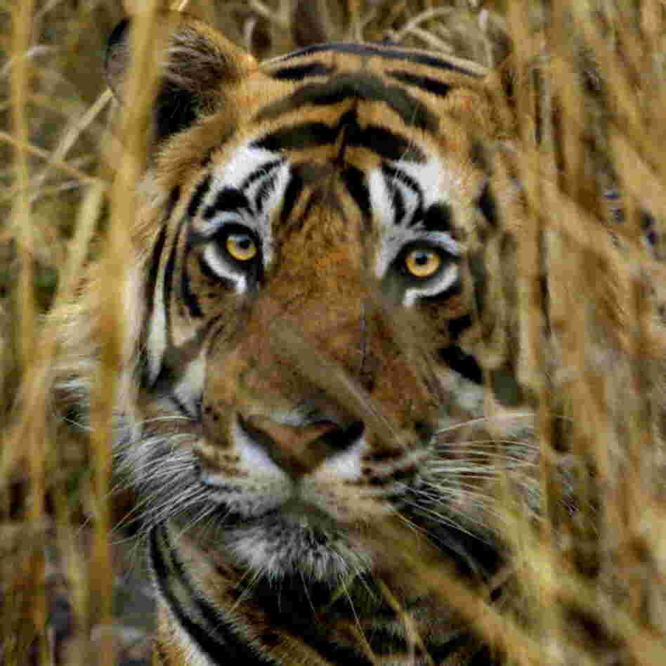 An Indian tiger looks out from a camouflaged cover in the Ranthambhore National Park. (March 2000 file photo.)