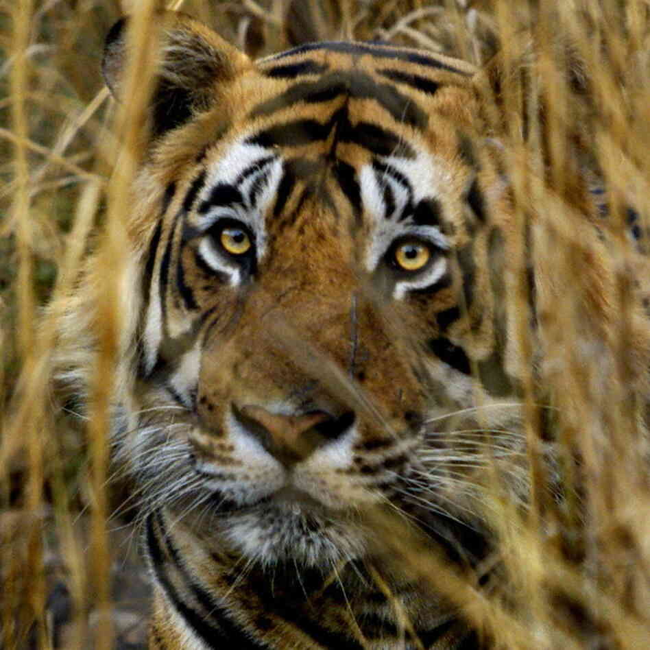 An Indian tiger looks out from a camouflaged cover in the Ranthambhore National Park. (March 2000 file photo.)