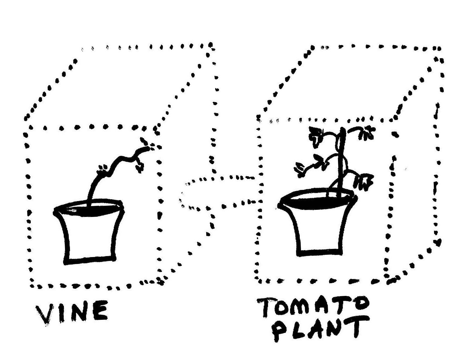 Do Plants Smell Other Plants? This One Does, Then Strangles What It