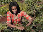 First lady Michelle Obama tends to the presidential garden during the third annual White House kitchen garden fall harvest in October 2011. The last vegetable garden planted at the White House was Eleanor Roosevelt's victory garden. First lady Michelle Obama tends to the presidential garden during the third annual White House kitchen garden fall harvest in October 2011. The last vegetable garden planted at the White House was Eleanor Roosevelt's victory garden.