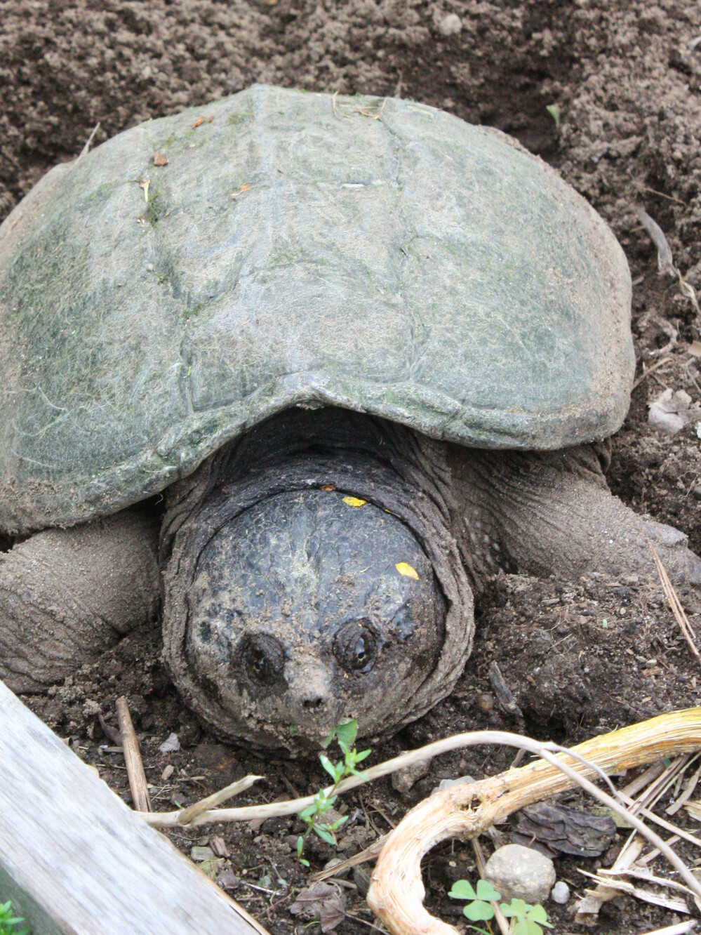 The best thing to do when this gal shows up in your garden is to let her be