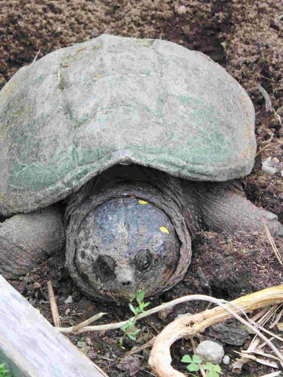 The best thing to do when this gal shows up in your garden is to let her be