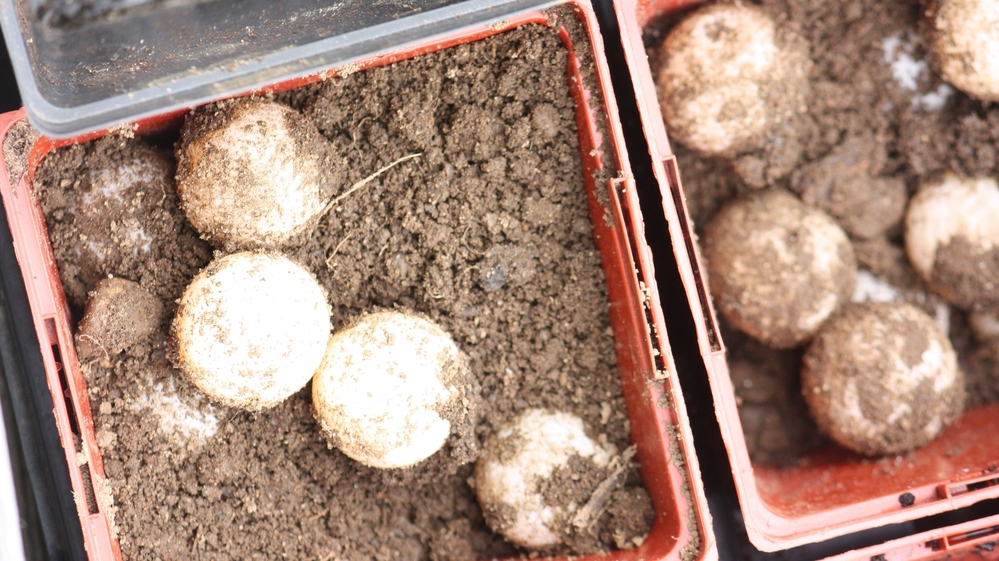 You can eat the eggs, or call a wildlife rescue team to incubate them properly