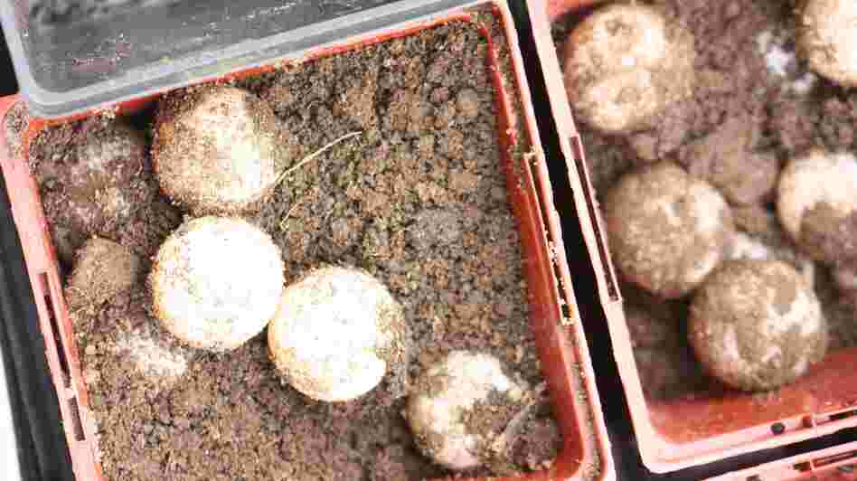 You can eat the eggs, or call a wildlife rescue team to incubate them properly