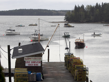 Lobster boats in Maine have been pulling up soft-shell lobsters strangely early in the season.