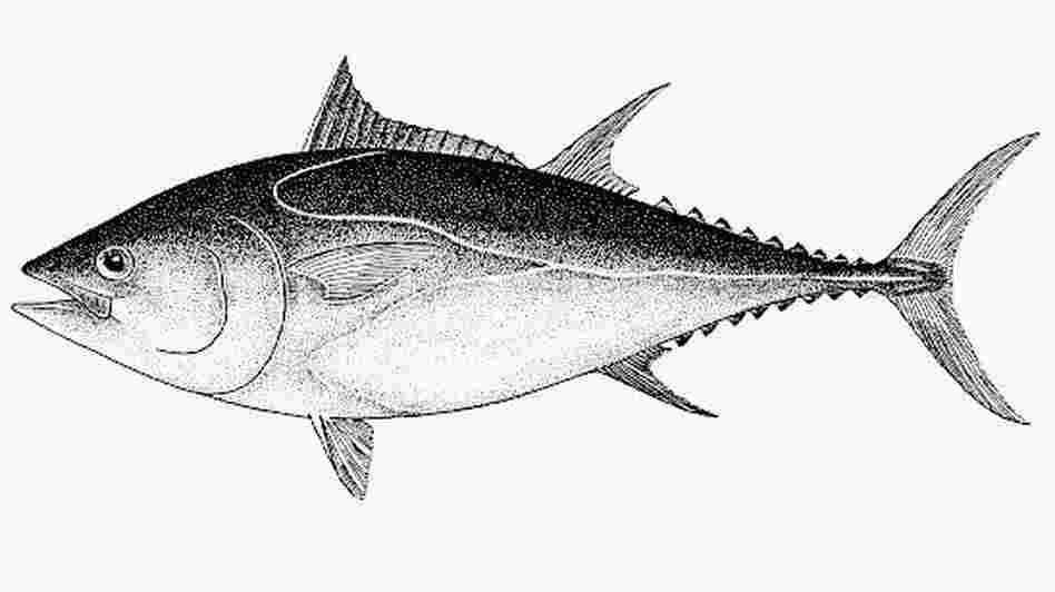 A Pacific bluefin tuna. A Pacific bluefin tuna.