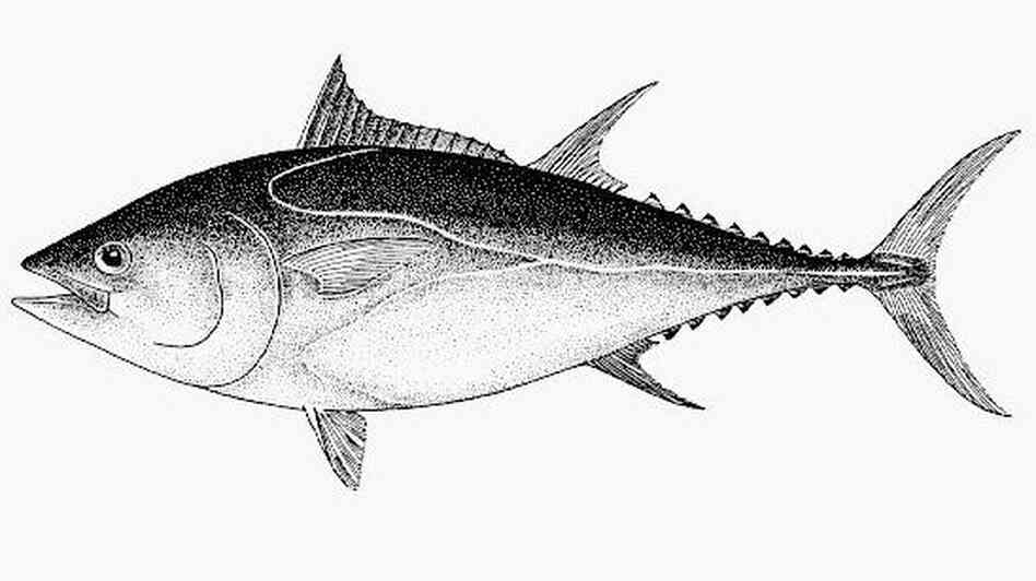 A Pacific bluefin tuna. A Pacific bluefin tuna.