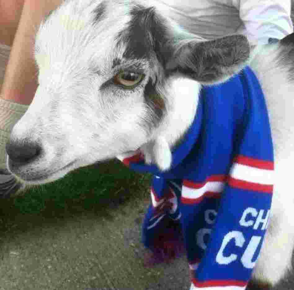 Wrigley, the goat that is. Wrigley, the goat that is.
