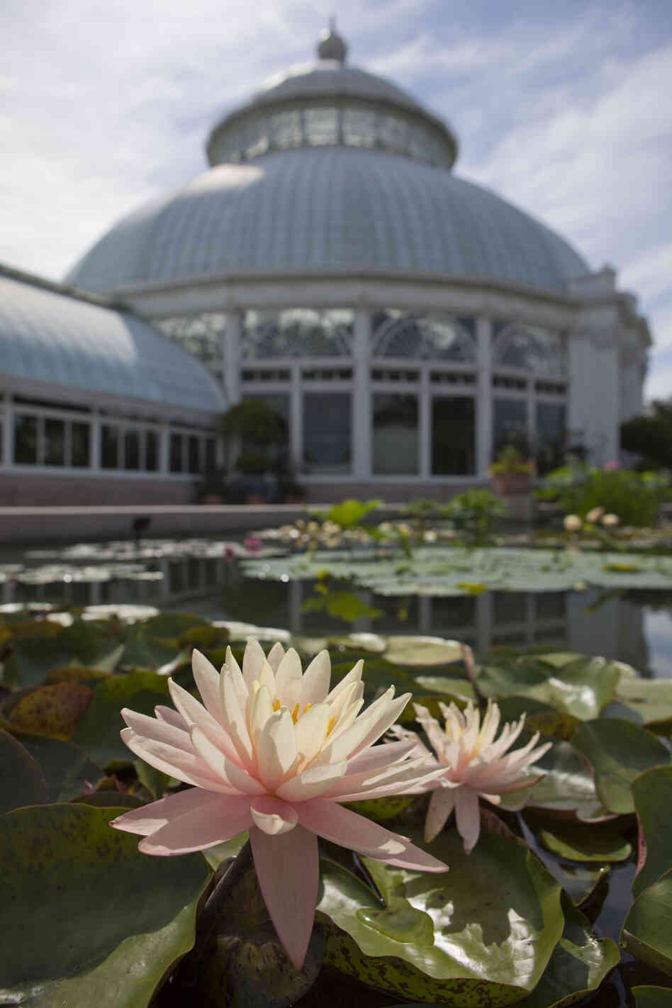 Just outside the New York Botanical Garden's conservatory, water lilies — some purchased from the same French nursery where Monet bought his — are beginning to bloom.