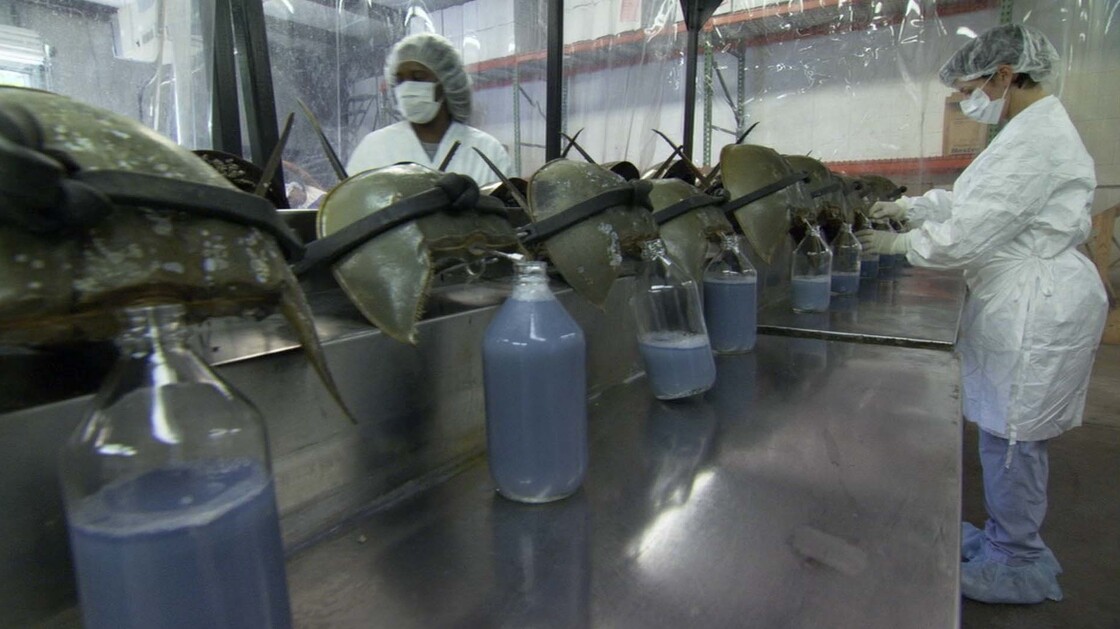 Scientific and medical communities have discovered that the horseshoe crab provides an indispensable testing agent for drugs and vaccines, as well as resources for human optics and burn treatment.