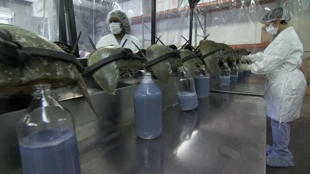 Scientific and medical communities have discovered that the horseshoe crab provides an indispensable testing agent for drugs and vaccines, as well as resources for human optics and burn treatment.