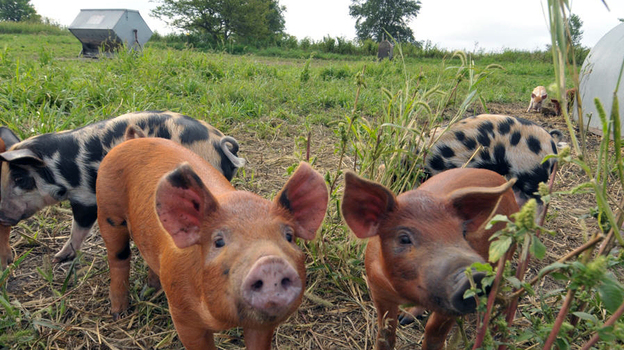 The antibiotic-free pigs roam freely on Niman Ranch in Iowa. (courtesy Niman Ranch)