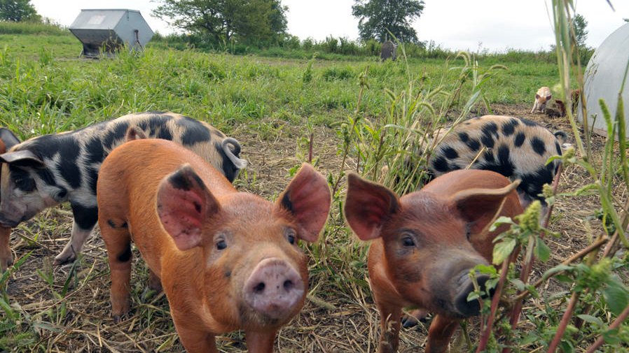 The antibiotic-free pigs roam freely on Niman Ranch in Iowa.