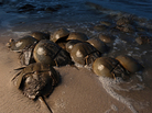Horseshoe crabs in Delaware Bay in May, 2012. Horseshoe crabs in Delaware Bay in May, 2012.