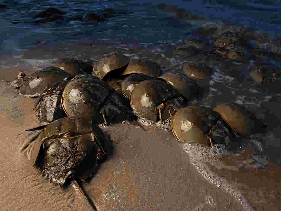 Horseshoe crabs in Delaware Bay in May, 2012. Horseshoe crabs in Delaware Bay in May, 2012.