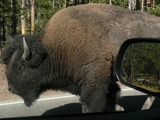 Up close with the wildlife at Yellowstone