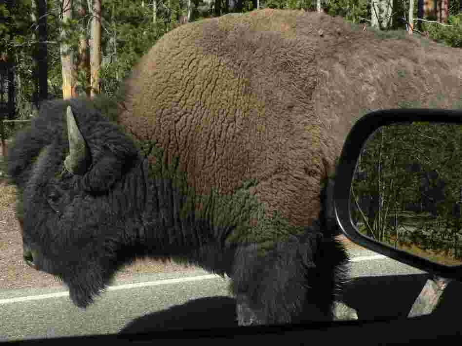 Up close with the wildlife at Yellowstone