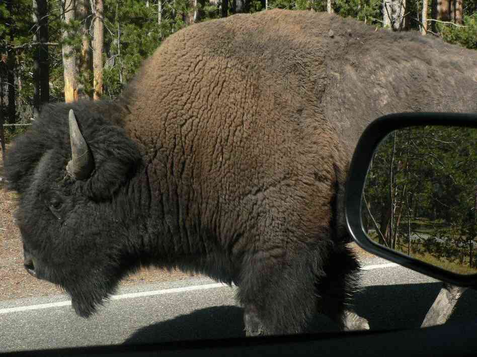 Up close with the wildlife at Yellowstone