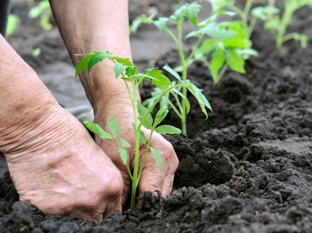 A tomato expert recommends planting seedlings in rich soil with lots of organic matter and a steady slow-release fertilizer.