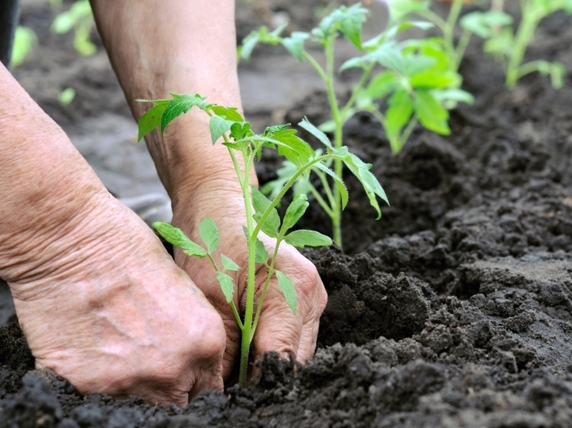 A tomato expert recommends planting seedlings in rich soil with lots of organic matter and a steady slow-release fertilizer.