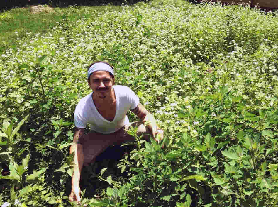The lawn of Nashville yoga instructor James Alvarez is being taken over by buckwheat.