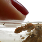 Bedbugs on display at the National Bed Bug Summit held in Washington in early 2011.