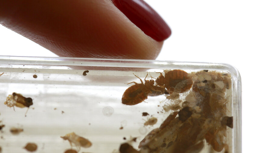 beset with bedbugs? don't bother with bug bombs : shots - health beset with bedbugs? don't bother with bug bombs : shots - health