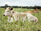 This cow may have been raised for food on a farm near you, but it may not necessarily have been processed nearby This cow may have been raised for food on a farm near you, but it may not necessarily have been processed nearby