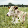 This cow may have been raised for food on a farm near you, but it may not necessarily have been processed nearby This cow may have been raised for food on a farm near you, but it may not necessarily have been processed nearby
