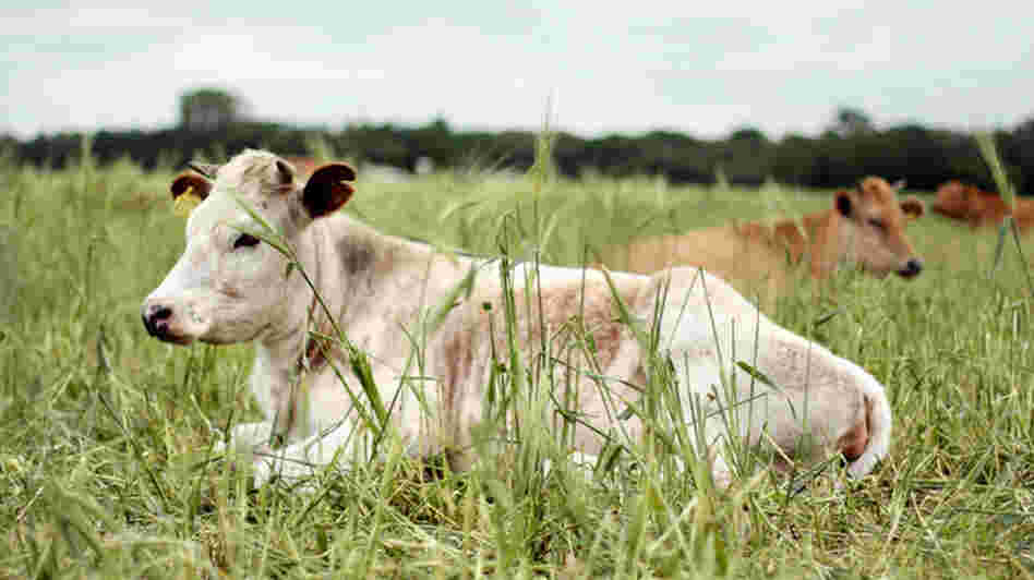 This cow may have been raised for food on a farm near you, but it may not necessarily have been processed nearby