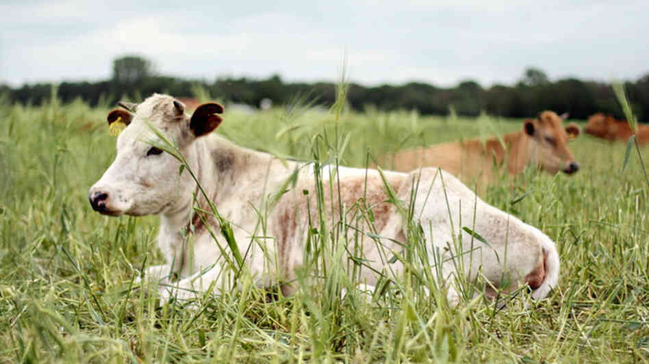 This cow may have been raised for food on a farm near you, but it may not necessarily have been processed nearby
