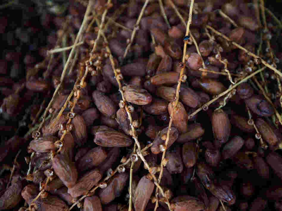 Dates for sale at a market in Tunisia.
