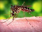 When a raindrop hits a mosquito, the mosquito and drop join together, and the mosquito rides the drop for about a thousandth of a second before its wings, which act like kites, pull it out of the water. When a raindrop hits a mosquito, the mosquito and drop join together, and the mosquito rides the drop for about a thousandth of a second before its wings, which act like kites, pull it out of the water.
