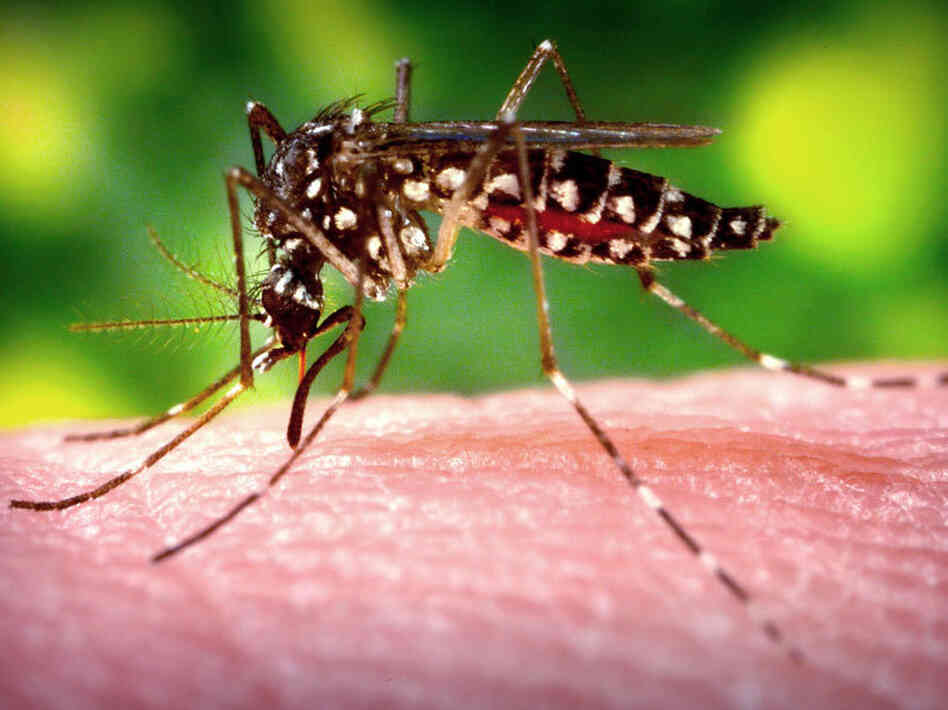 When a raindrop hits a mosquito, the mosquito and drop join together, and the mosquito rides the drop for about a thousandth of a second before its wings, which act like kites, pull it out of the water.