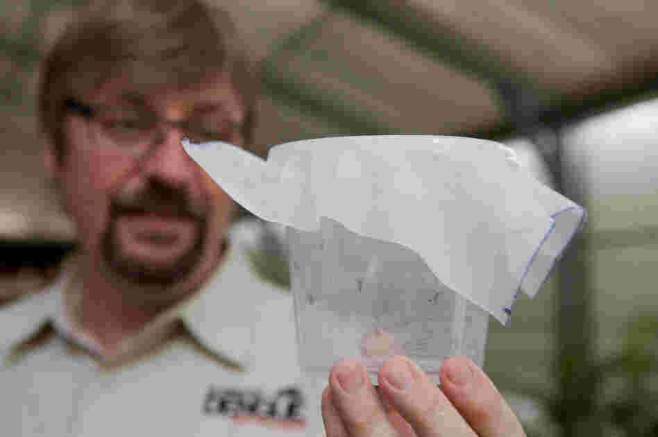 "Success for me is having a significant impact on dengue disease in communities," says Scott O'Neill, holding a container of mosquitoes.