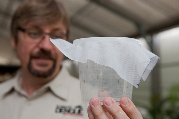 "Success for me is having a significant impact on dengue disease in communities," says Scott O'Neill, holding a container of mosquitoes.