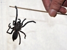 A spider suspected to be a new species of tarantula is displayed A spider suspected to be a new species of tarantula is displayed